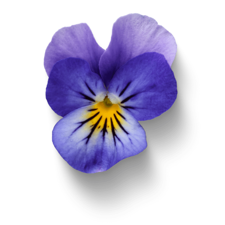 fleur pensée 1