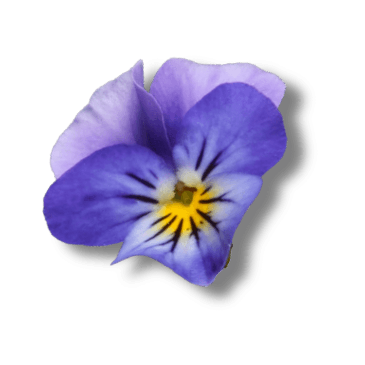 fleur pensée 2